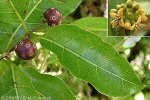 Morinda-vine (Morinda myrtifolia)