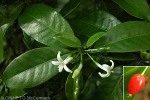 Rarotonga Psychotria (Psychotria whistleri)