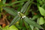 Buttonweed (Spermacoce assurgens)