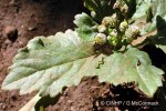 Enlarged Image of 'Dichrocephala integrifolia'