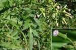 Fireweed Daisy (Erechtites valerianifolia)