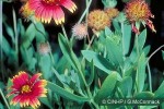 Enlarged Image of 'Gaillardia pulchella'