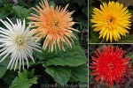 Enlarged Image of 'Gerbera jamesonii'