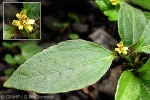 Nodeweed (Synedrella nodiflora)