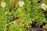 Mitiaro Daisy (Tetramolopium mitiaroense)