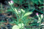 Little Ironweed (Vernonia cinerea)