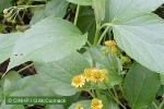 What Am I? Click to display answer!