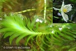 Dense Waterweed (Egeria densa)
