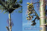 Betel-nut Palm (Areca catechu)