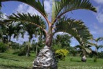Bottle Palm (Hyophobe lagenicaulis)