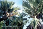 Blue Latan-palm (Latania loddigesii)