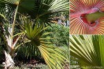 Red Latan-palm (Latania lontaroides)
