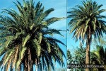 Enlarged Image of 'Phoenix canariensis'