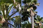 Mitiaro Fan-Palm (Pritchardia mitiaroana)