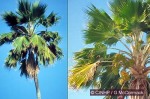 Pacific Fan-Palm, Fiji Fan-Palm (Pritchardia pacifica)