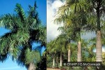 Cuban Royal-Palm (Roystonea regia)