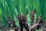 Enlarged Image of 'Pandanus spurius'