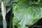 Enlarged Image of 'Alocasia cucullata'