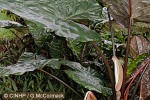 Giant Caladium (Alocasia cuprea)