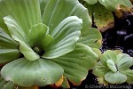 Enlarged Image of 'Pistia stratiotes'