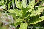 Enlarged Image of 'Callisia fragrans'