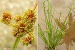 Enlarged Image of 'Cyperus difformis'