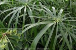 Umbrella Plant (Cyperus involucratus)