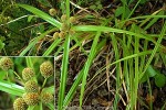 Polynesian Sedge (Cyperus macrophyllus)