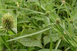 Green Kyllinga (Kyllinga brevifolia)