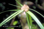 Enlarged Image of 'Mariscus cyperinus'