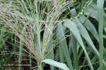 Enlarged Image of 'Arundo donax'