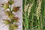 Burr Grass (Cenchrus echinatus)