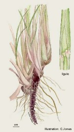 Enlarged Image of 'Cymbopogon citratus'