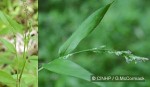 Short-leaf Cyrtococcum-Grass (Cyrtococcum trigonum)