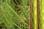 Thickhead Grass (Digitaria stenotaphrodes)
