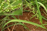 Jungle-Rice (Echinochloa colonum)