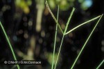 Wire Grass (Eleusine indica)