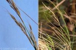 Rarotonga Garnotia-Grass (Garnotia cheesemanii)