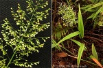 Polynesian Isachne-Grass (Isachne distichophylla)