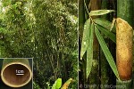 Polynesian Bamboo (Schizostachyum glaucifolium)