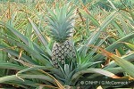 Enlarged Image of 'Ananas comosus'