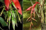 Enlarged Image of 'Billbergia nutans'