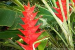 Red Lobster-claw (Heliconia caribaea cvs.)