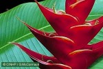 Enlarged Image of 'Heliconia caribaea X bihai cvs.'