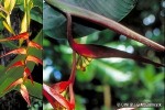 Enlarged Image of 'Heliconia collinsiana var. collinsiana'