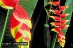 Enlarged Image of 'Heliconia rostrata'