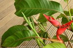 Enlarged Image of 'Heliconia stricta cvs.'