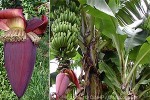 Cavendish Banana (Musa (AAA group))