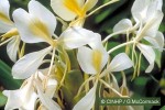 Enlarged Image of 'Hedychium flavescens'