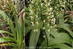 Xiphidium Lily (Xiphidium caeruleum)
